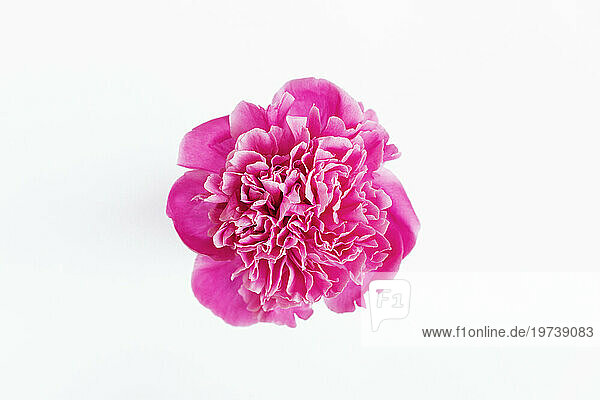 Head of pink blooming peony against white background