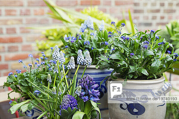 Grape and forget-me-not hyacinths blooming in balcony garden