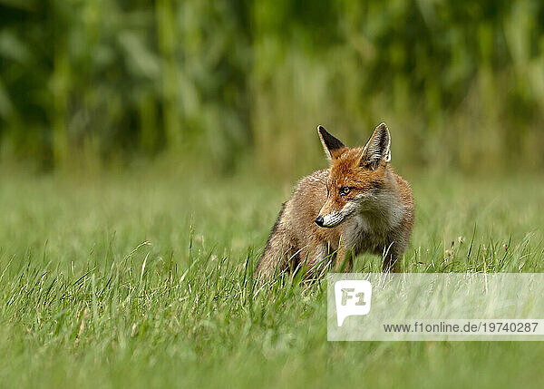 Portrait of red fox (Vulpes vulpes) standing in grass