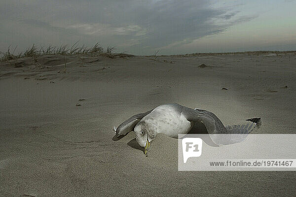 Dead Bird In Light  Schiermonnikoog Island Dunes  Netherlands