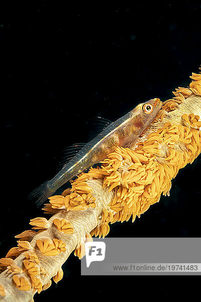 Wire coral goby (Bryaninops yongei); Philippines