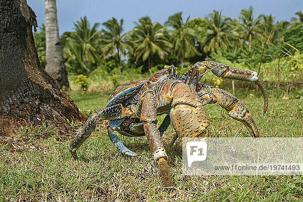 Coconut crab (Birgus latro) is the largest of the hermit crab family reaching as much as six pounds. The young inhabit the traditional shell home  but as adults they tuck their hardened abdomen under the carapace; Aitutaki  Cook Islands