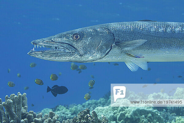 Great barracuda (Sphyraena barracuda) can reach as much as six feet in length. This individual is being cleaned by endemic Hawaiian cleaner wrasse (Labroides phthirophagus); Hawaii  United States of America