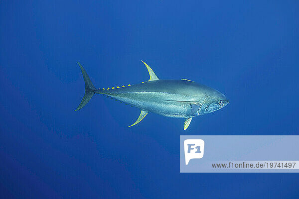 Free swimming Yellowfin tuna (Thunnus albacares) in the wild; Guadalupe Island  Mexico