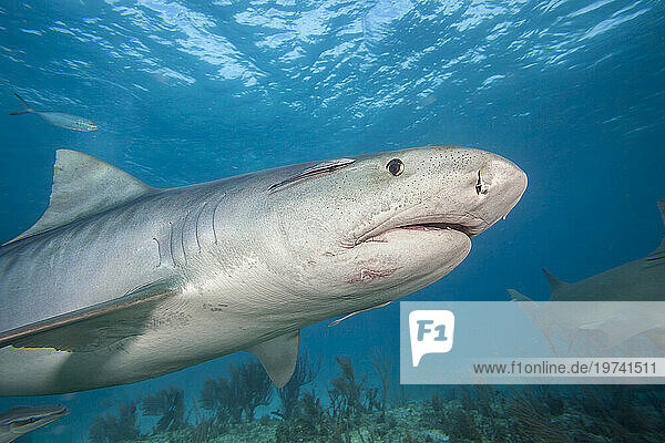 Low angle underwater view of a Tiger shark (Galeocerdo cuvier) swimming past the camera  Tiger Beach in the Atlantic Ocean Bahamas