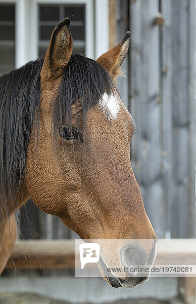 Close-up portrait of a bay  horse (Equus ferus caballus) on a farm  Kara's Animals in Beckwith; Ottawa Valley  Ontario  Canada