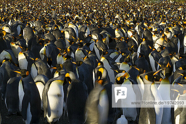Large flock of King penguins (Aptenodytes patagonicus) at Gold Harbour on South Georgia Island; South Georgia Island