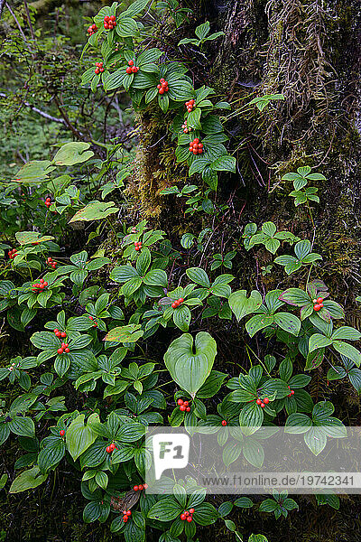 Bunchberries (Cornus canadensis) in the rainforest of Alaska; Petersburg  Inside Passage  Alaska  United States of America