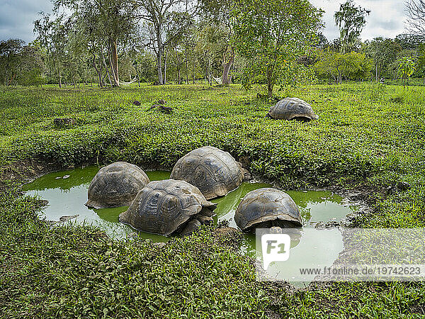 Giant Tortoises (Chelonoidis nigra) in the highlands of Santa Cruz Island; Galapagos Islands  Ecuador