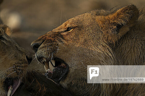 Close-up of young  male lion feeding on buffalo on the savanna in Chobe National Park; Chobe  Botswana