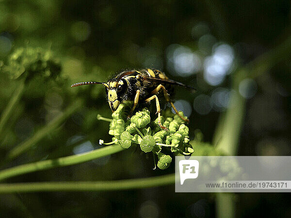 Insect crawls on a green flowering plant