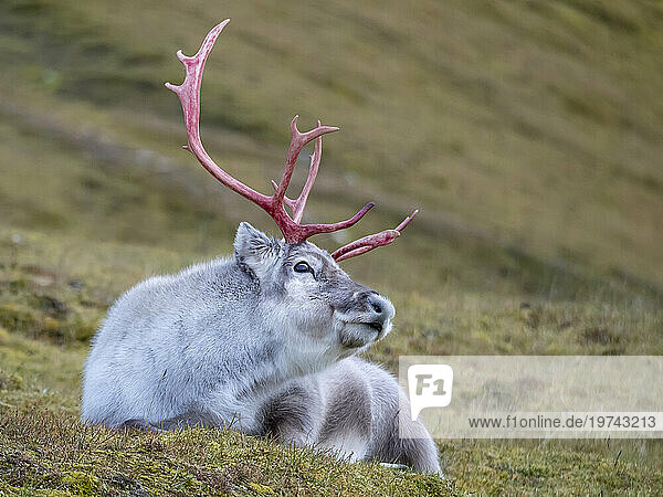 Male Svalbard reindeer (Rangifer tarandus platyrhynchus) lies on the ground; Spitsbergen  Svalbard  Norway