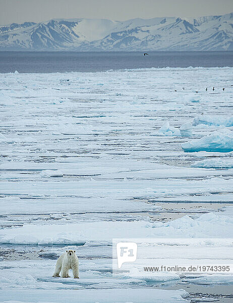 Lone Polar bear (Ursus maritimus) traverses the pack ice on Hinlopen Strait; Svalbard  Norway