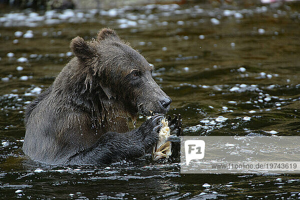 Portrait of a Brown bear (Ursus arctos gyas) eating sockeye salmon in the waters of Inside Passage  Alaska  USA; Alaska  United States of America