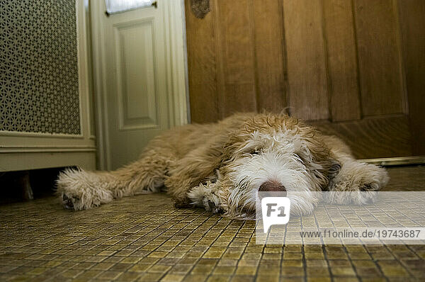 Surface level view of a dog lying on the floor at home; Lincoln  Nebraska  United States of America