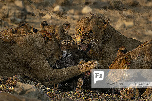 Close-up of male lion snarling at lionesses while feeding on prey on the savanna in Chobe National Park; Chobe  Botswana