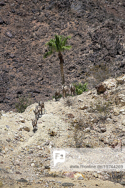 Group of Desert Bighorn sheep (Ovis canadensis nelsoni) in the rocky hills above Hemenway Park  Boulder City  Nevada  USA; Boulder City  Nevada  United States of America