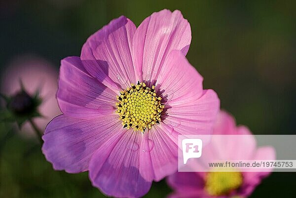 Schmuckkörbchen (Cosmea bipinnata)  Kosmee  Schwäbisch Gmünd  Baden-Württemberg  Deutschland  Europa