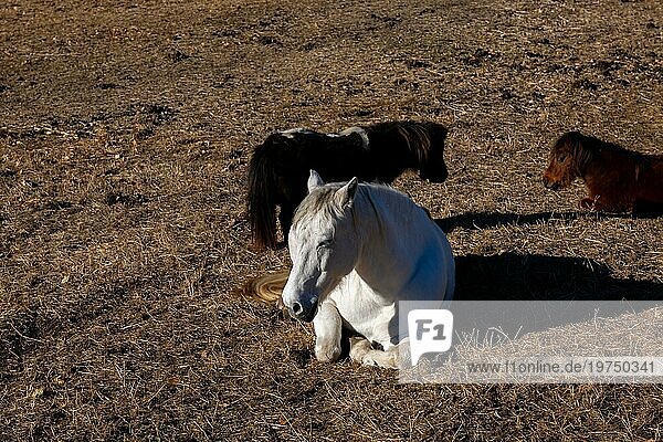 Weißes Pferd liegt und schläft mit geschlossenen Augen und zwei braune Ponys an einem sonnigen Tag in der Schweiz