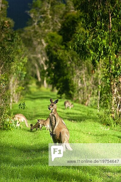 Riesenkängurus (Osphranter rufus) in einem Waldstück  wild  frei  Wildnis  Fauna  Wappentier  an der Ostküste Australiens