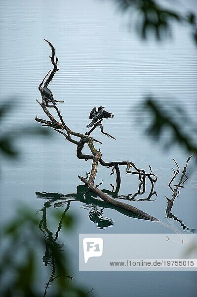 Kormoran (Phalacrocorax carbo)  Vogel  Fauna  Tierwelt  Regenwald am Lake Eacham  Queensland  Australien  Ozeanien