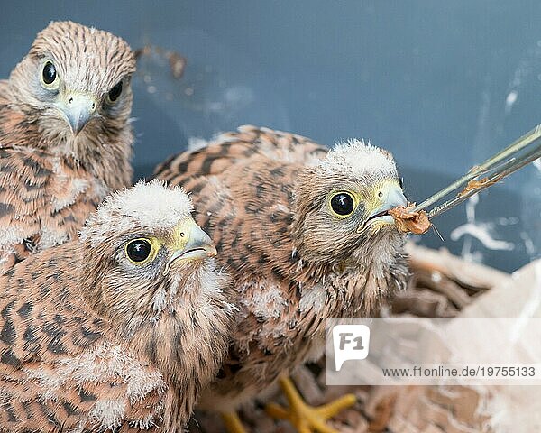 Drei aus dem Nest gestürzte junge Turmfalken (Falco tinnunculus)  3 Nestlinge mit Flaum-Federn  Küken werden von einem Menschen mithilfe einer Pinzette gefüttert  Handaufzucht von Wildtieren  Tierrettung in Aufzuchtstation  Niedersachsen  Deutschland  Europa