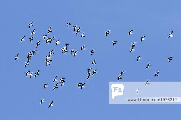 Krabbentaucher (Alle alle)  Taubenschwarm im Flug gegen blaün Himmel