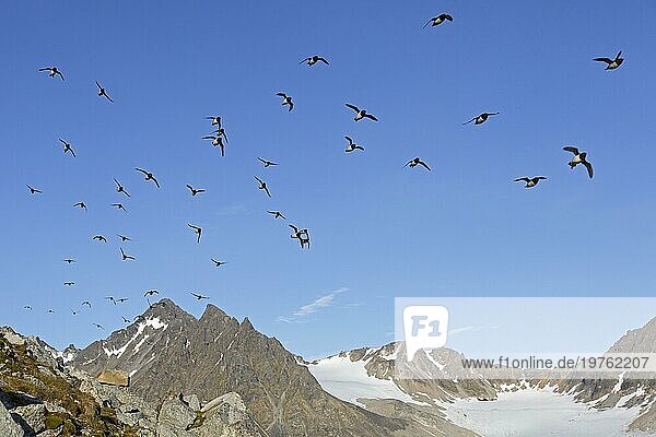 Krabbentaucher (Alle alle)  Taubenschwarm im Flug  Svalbard  Spitzbergen  Norwegen  Europa