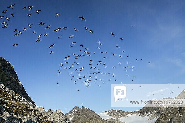 Krabbentaucher (Alle alle)  Taubenschwarm im Flug  Svalbard  Spitzbergen  Norwegen  Europa