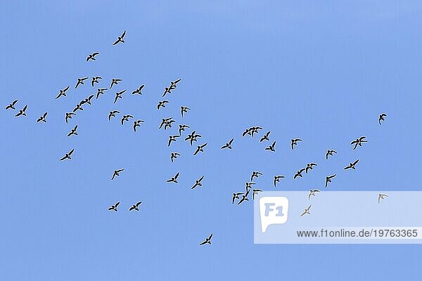 Krabbentaucher (Alle alle)  Taubenschwarm im Flug gegen blaün Himmel