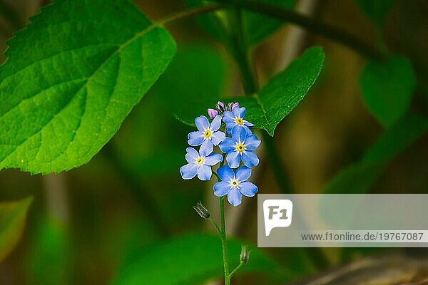 (Myosotis alpestris)  schöne kleine blaue Blüten  bekannt als Vergissmeinnicht