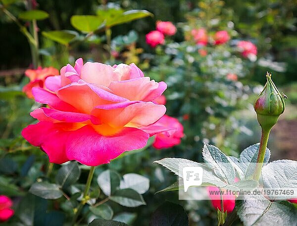 Schöne rote Rosen im Garten in sonnigen Tag