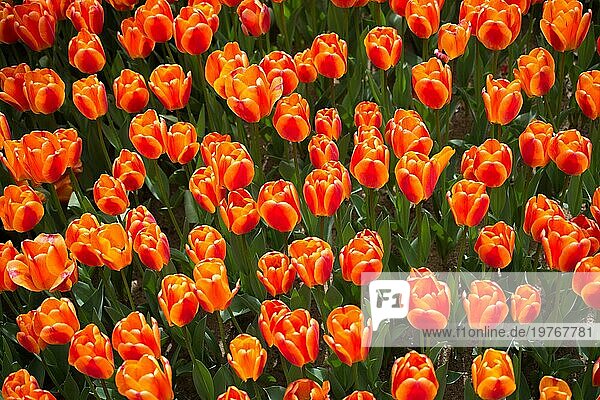 Schöne Tulpen Blume für Postkarte Schönheit Konzept Design