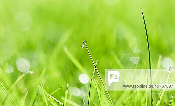 Textur  Hintergrund  Muster von grünem Gras mit einem Insekt. Bokeh mit Lichtreflexion. Natürliche Kulisse