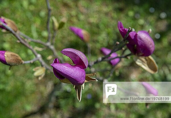 Junger Magnolienbaum mit violetten Blüten im zeitigen Frühjahr. Selektiver Fokus