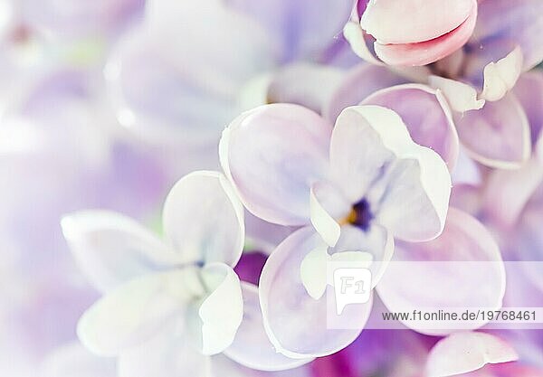Hintergrund von blühendem lila Flieder. Weicher Fokus. Blumige Kulisse