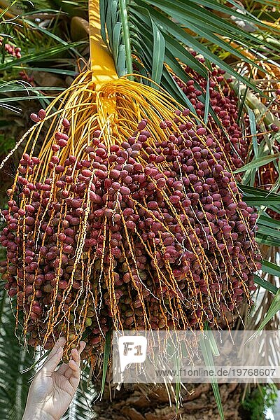 Reife Früchte hängen an einer Palme. Tropische Früchte