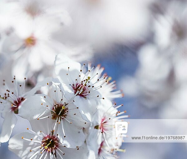 Kirschblüten im Frühling. Schöne weiße Blüten vor blauem Himmel