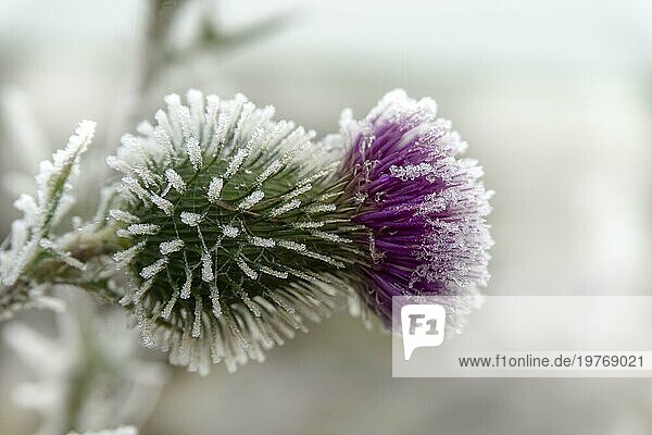 Frost bedeckt lila Distel Blume wächst im Freien im Winter in einer Nahaufnahme Seitenansicht Konzept der Wetter und Wechsel der Jahreszeiten