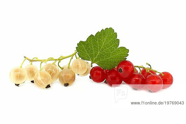Frische reife weiße Johannisbeere und rote Johannisbeere Beeren mit Blatt vor einem weißen Hintergrund
