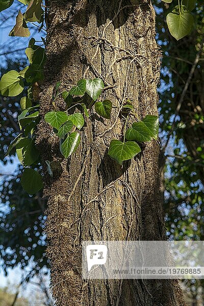 Gewöhnlicher Efeu (Hedera helix)  der sich an einem Baumstamm im Wald festhält. Die Pflanze ist auch als englischer oder Gemeiner Efeu bekannt