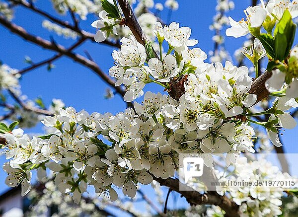 Schöne weiße Blüten der Pflaume im Frühjahr gegen blaün Himmel