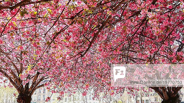 Schöne Sakura oder Kirschbäume mit rosa Blüten im Frühling