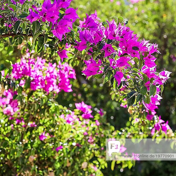 Rosa Begonville Blüten an einem sonnigen Tag. Mediterrane Pflanzen im Garten. Floraler Hintergrund