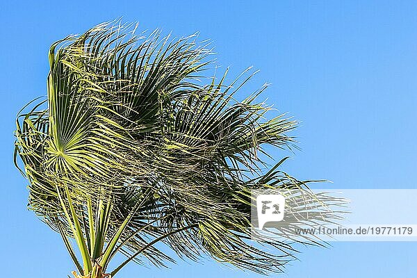 Palme im Wind auf blauem Himmel Hintergrund in der Sommerzeit. Sommerurlaub und tropische Natur Konzept