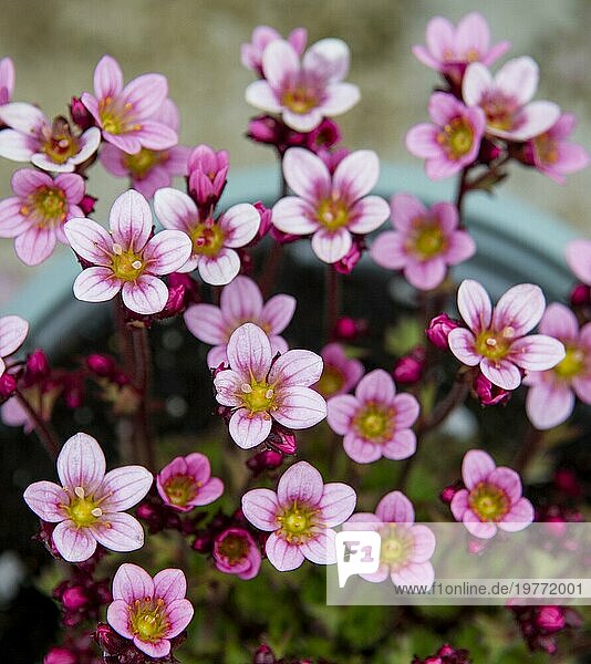 Rosa Blüten (Saxifraga) im zeitigen Frühjahr. Blühende Felsenblumen im Garten. Selektiver Fokus
