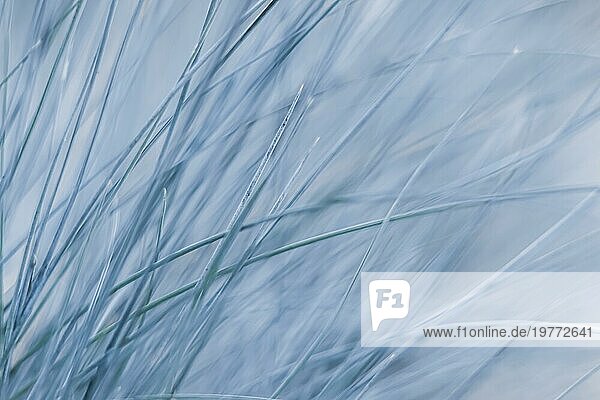 Textur  Hintergrund  Muster von Ziergras Blauschwingel. Bokeh und unscharfen natürlichen Hintergrund
