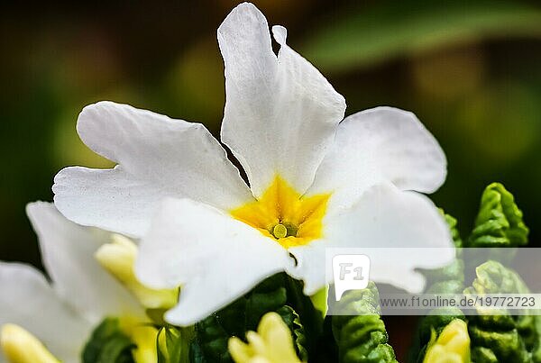 Blühende weiße Primel mit gelber Mitte im Frühlingsgarten