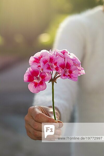 Unbekannte Frau hält eine rosa Pelargonienblüte in der Hand. Selektiver Fokus