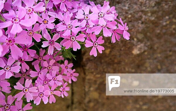 Hintergrund aus rosa Blüten (Phlox) im Frühling